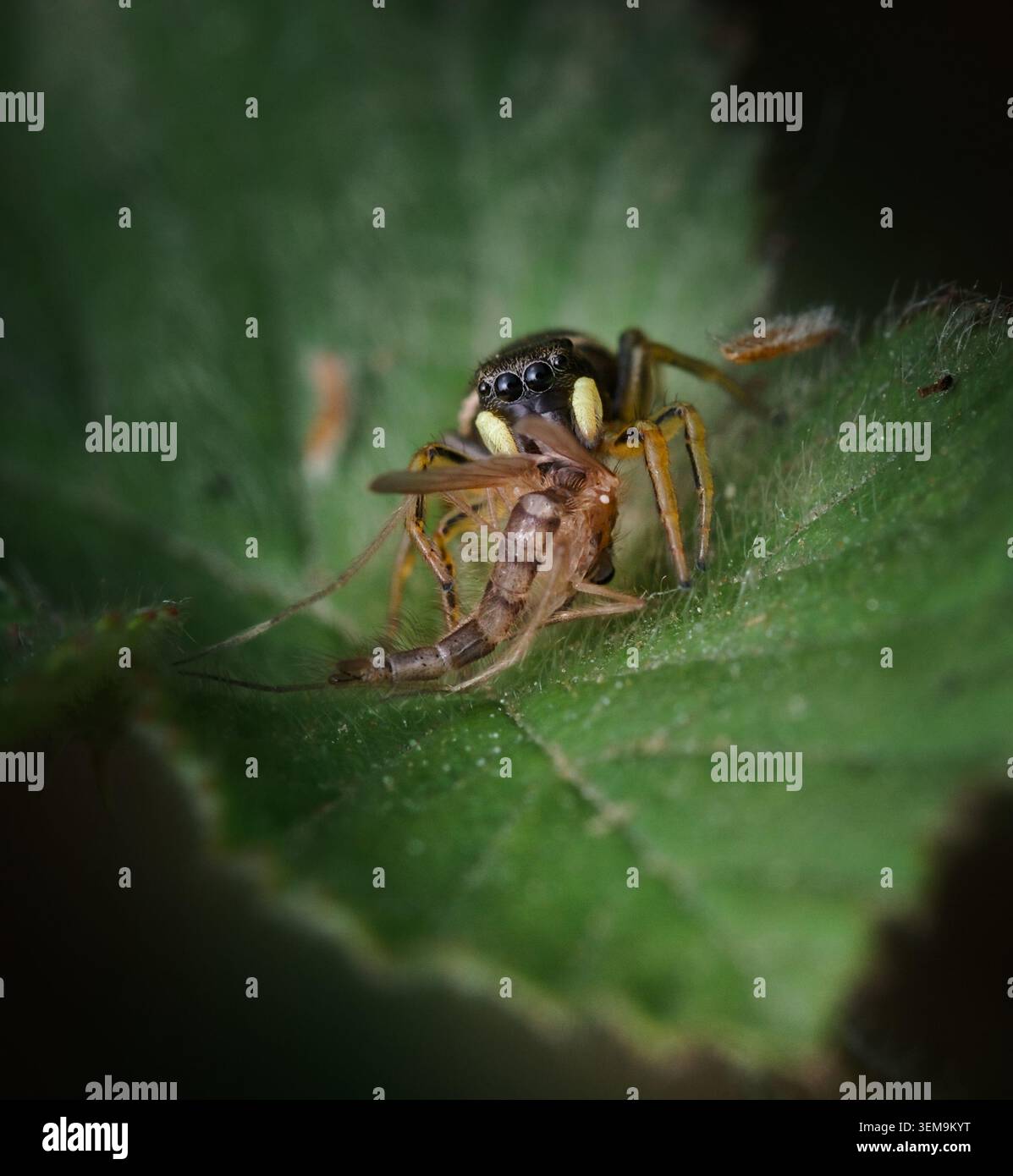 Macro, primo piano di Una femmina di Copper Sun Jumper Jumping Spider, Heliophanus cupreus, mangiare forse Un Midge non mordente, Chironomidae, New Forest UK Foto Stock