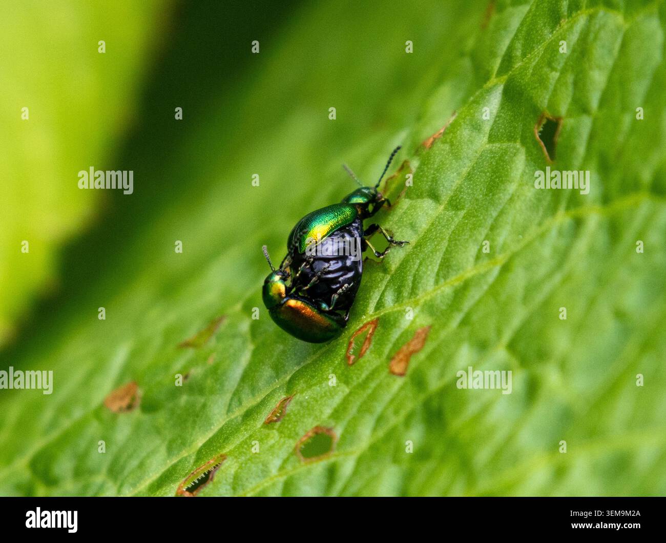 Accoppiamento dei coleotteri Green Dock Foto Stock