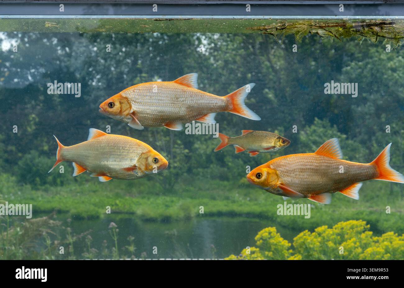 The Newt, Somerset, Inghilterra, Regno Unito - Four Seasons Fish Tank situato nel Four Seasons Garden Foto Stock
