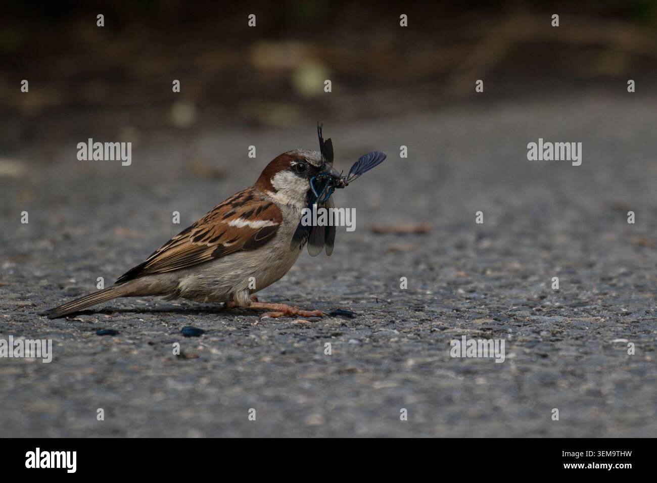 Passero di casa maschile che tiene una damigella blu nel suo becco su un sentiero nella foresta della pianura alluvionale vicino a Otrokovice, Repubblica Ceca. Foto Stock