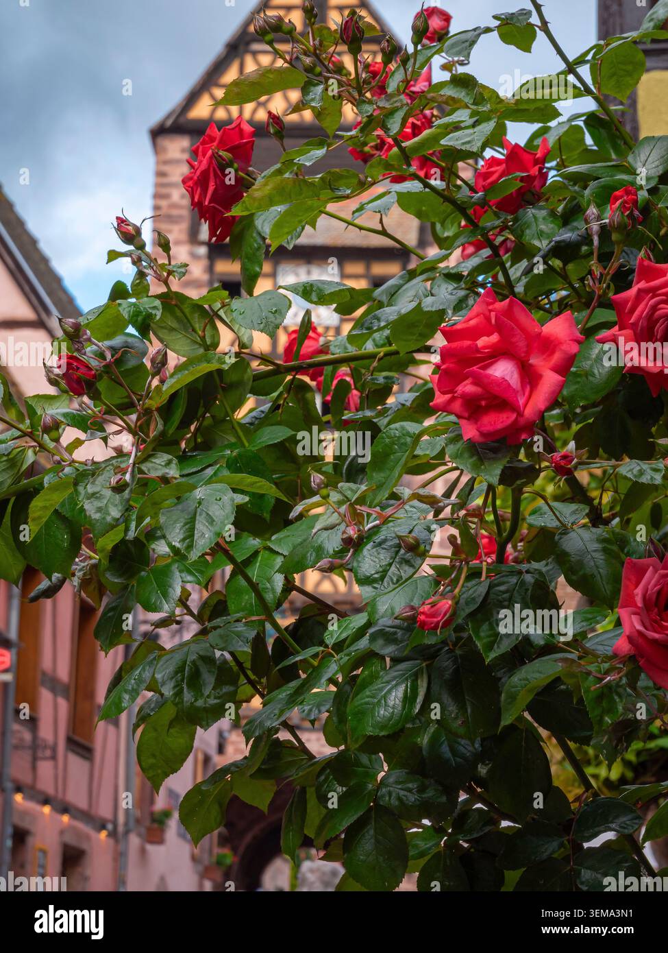 Rose rosse che incorniciano una tradizionale casa francese in legno Foto Stock