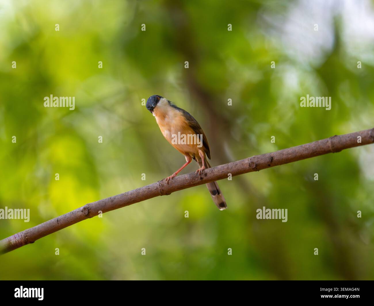 Ashy prinia, arroccato su un gambo d'erba in un habitat naturale con soffice piumaggio grigio e delicati dettagli in piuma. Fotografia di uccelli selvatici scattata di giorno Foto Stock
