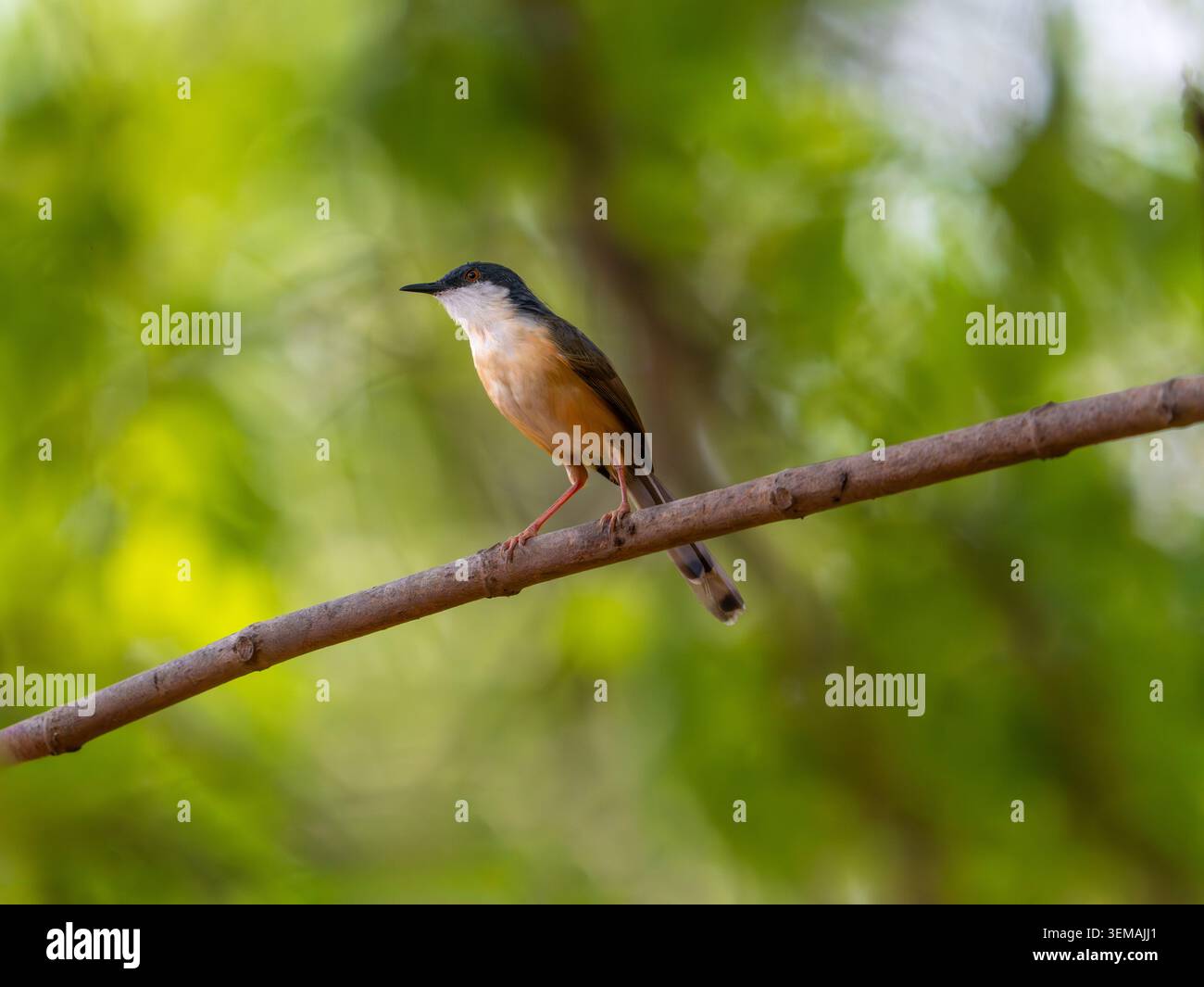 Ashy prinia, arroccato su un gambo d'erba in un habitat naturale con soffice piumaggio grigio e delicati dettagli in piuma. Fotografia di uccelli selvatici scattata di giorno Foto Stock