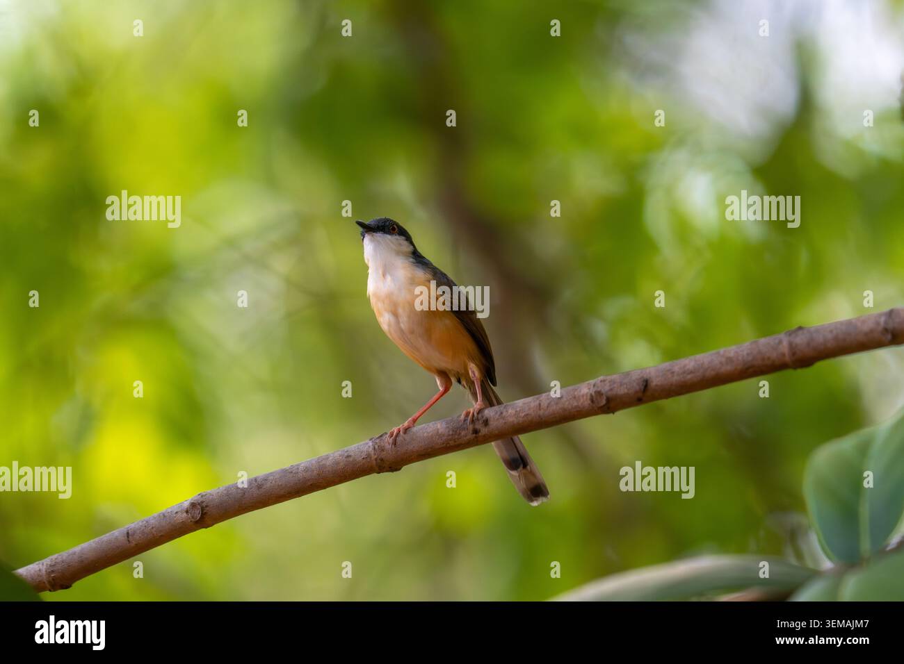 Ashy prinia, arroccato su un gambo d'erba in un habitat naturale con soffice piumaggio grigio e delicati dettagli in piuma. Fotografia di uccelli selvatici scattata di giorno Foto Stock