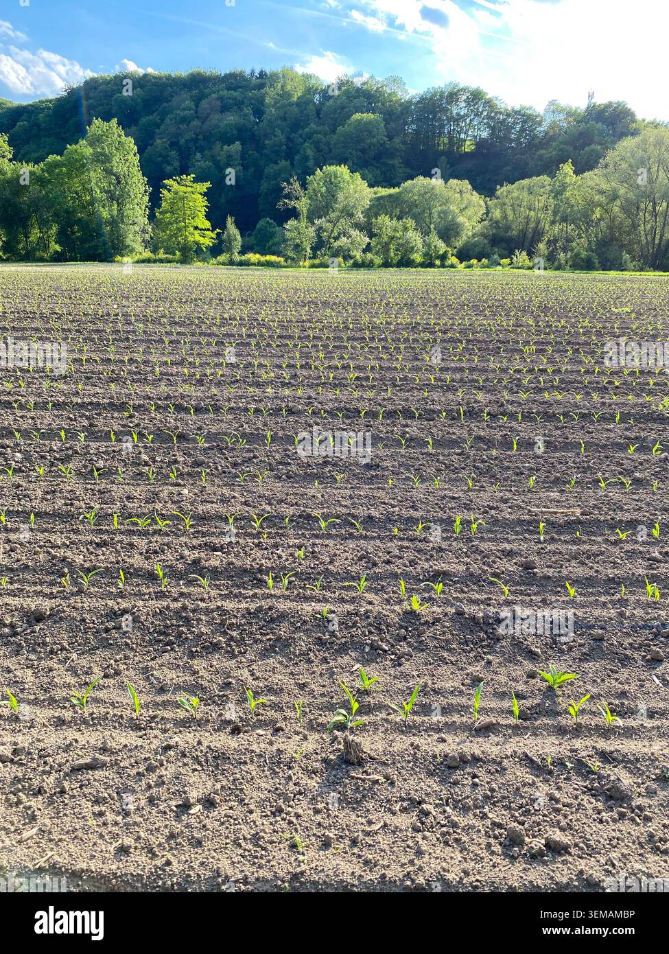 Campi coltivati coltivati con foglie di granturco giovani Foto Stock