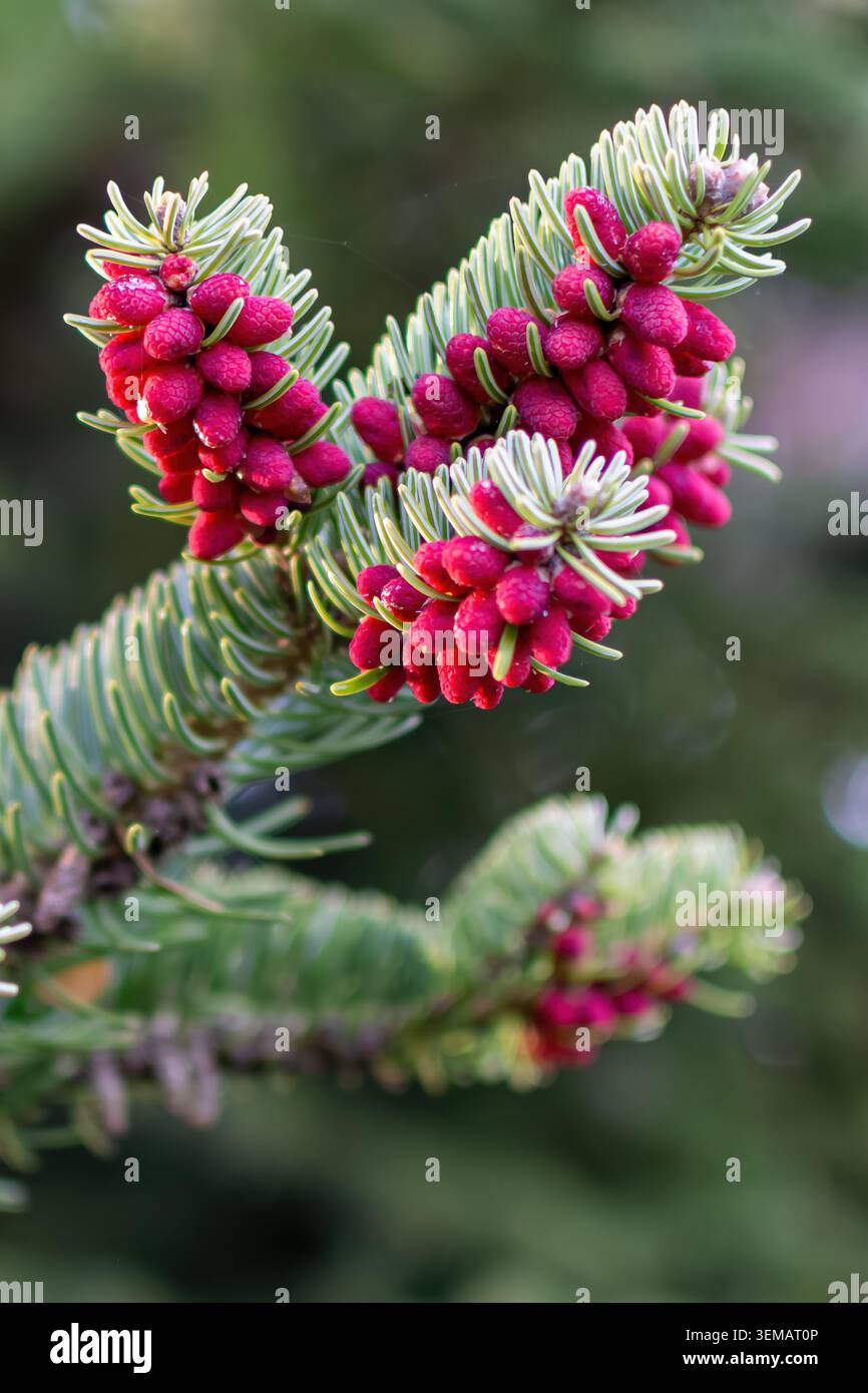 Vista ravvicinata di vividi coni di abete coreano viola circondati da aghi sempreverdi verdi pallidi. Foto Stock