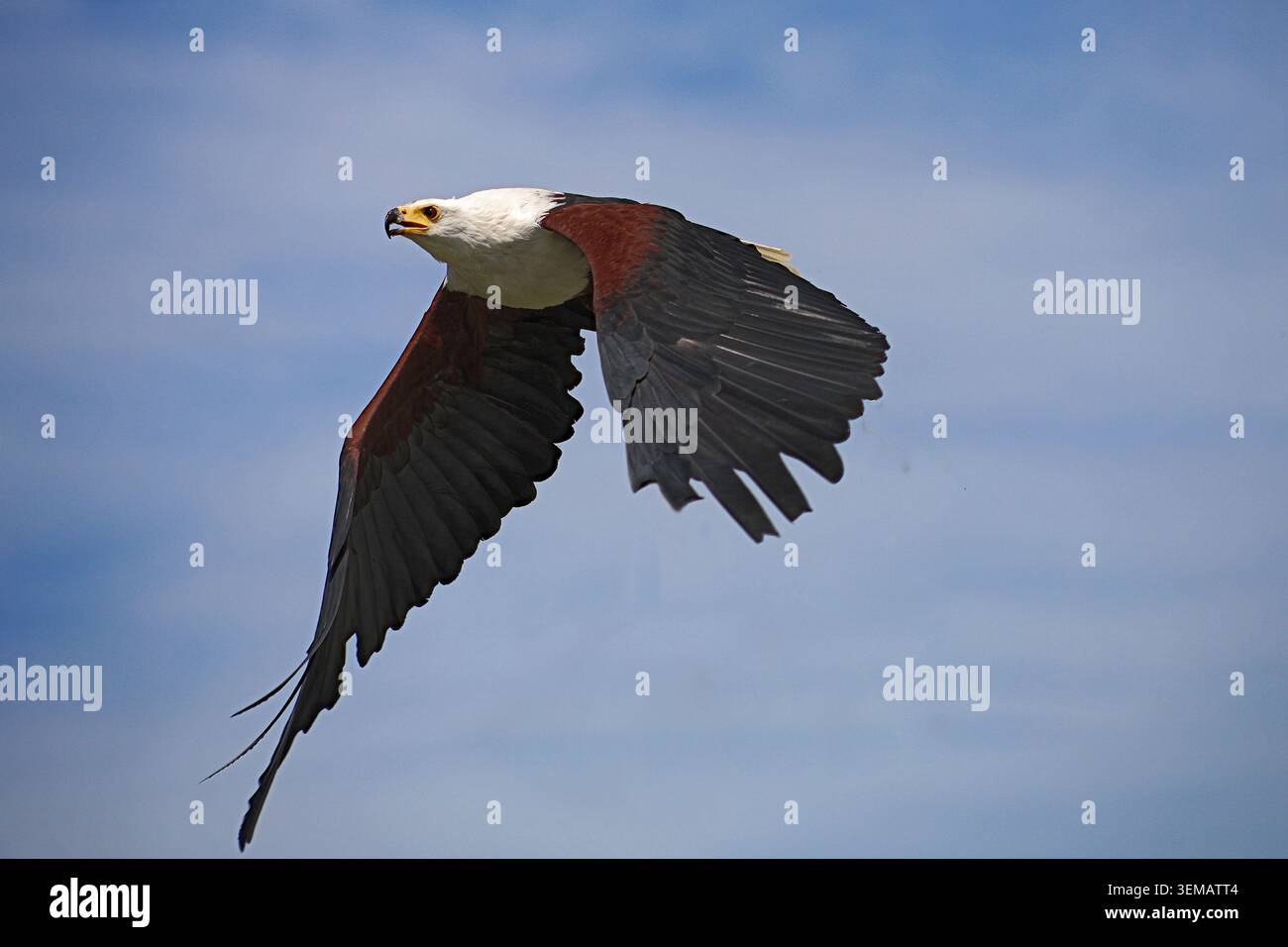 Aquila di pesce africana, Haliaeetus vocifer, una grande specie di aquila in volo con sfondo cielo. Ha un becco giallo a gancio con punta nera Foto Stock