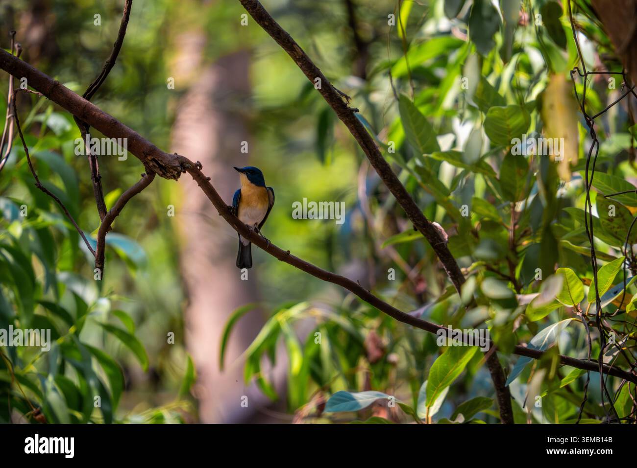 Ashy prinia, arroccato su un gambo d'erba in un habitat naturale con soffice piumaggio grigio e delicati dettagli in piuma. Fotografia di uccelli selvatici scattata di giorno Foto Stock