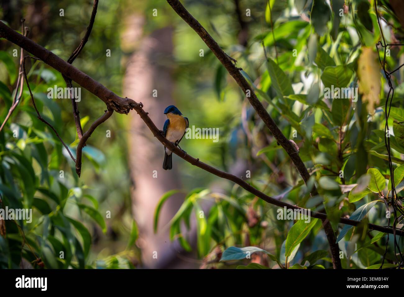 Ashy prinia, arroccato su un gambo d'erba in un habitat naturale con soffice piumaggio grigio e delicati dettagli in piuma. Fotografia di uccelli selvatici scattata di giorno Foto Stock