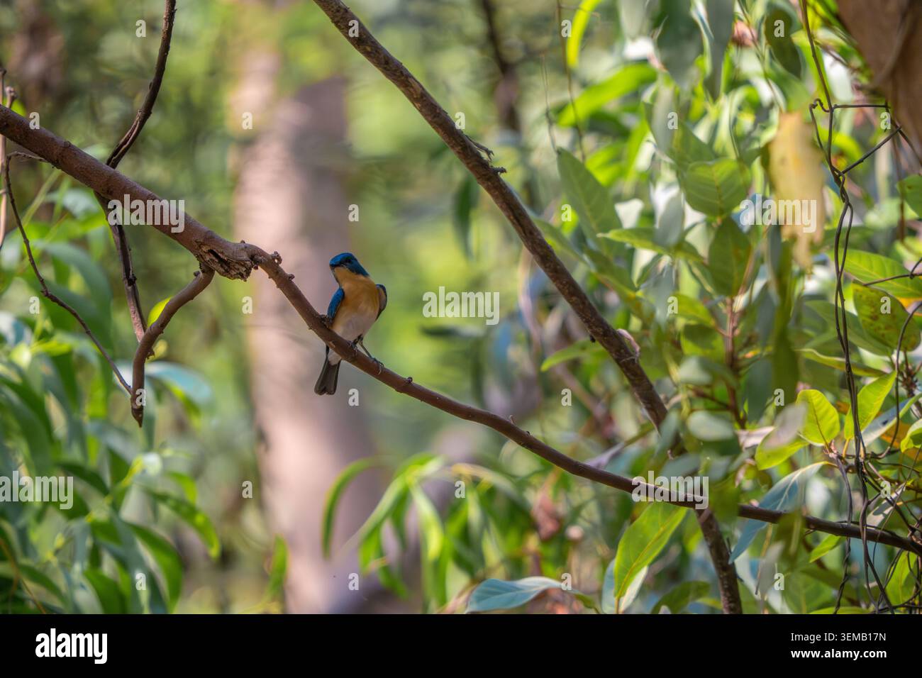 Ashy prinia, arroccato su un gambo d'erba in un habitat naturale con soffice piumaggio grigio e delicati dettagli in piuma. Fotografia di uccelli selvatici scattata di giorno Foto Stock