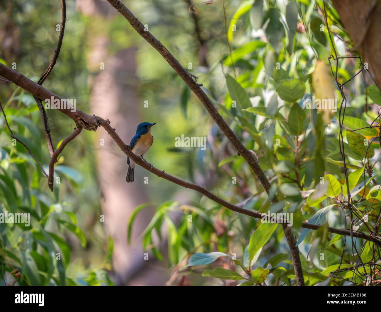 Ashy prinia, arroccato su un gambo d'erba in un habitat naturale con soffice piumaggio grigio e delicati dettagli in piuma. Fotografia di uccelli selvatici scattata di giorno Foto Stock