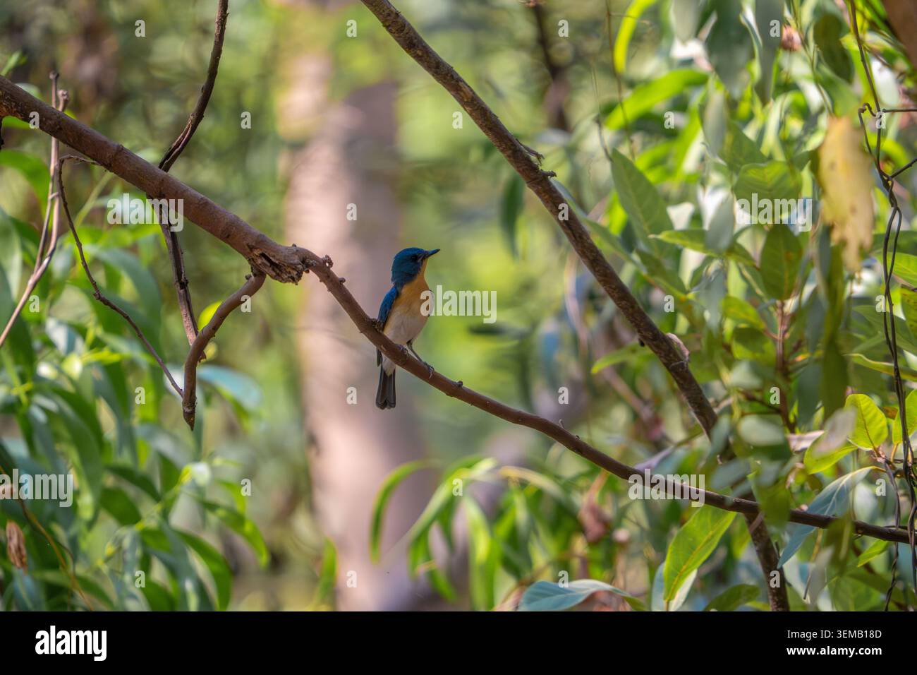 Ashy prinia, arroccato su un gambo d'erba in un habitat naturale con soffice piumaggio grigio e delicati dettagli in piuma. Fotografia di uccelli selvatici scattata di giorno Foto Stock
