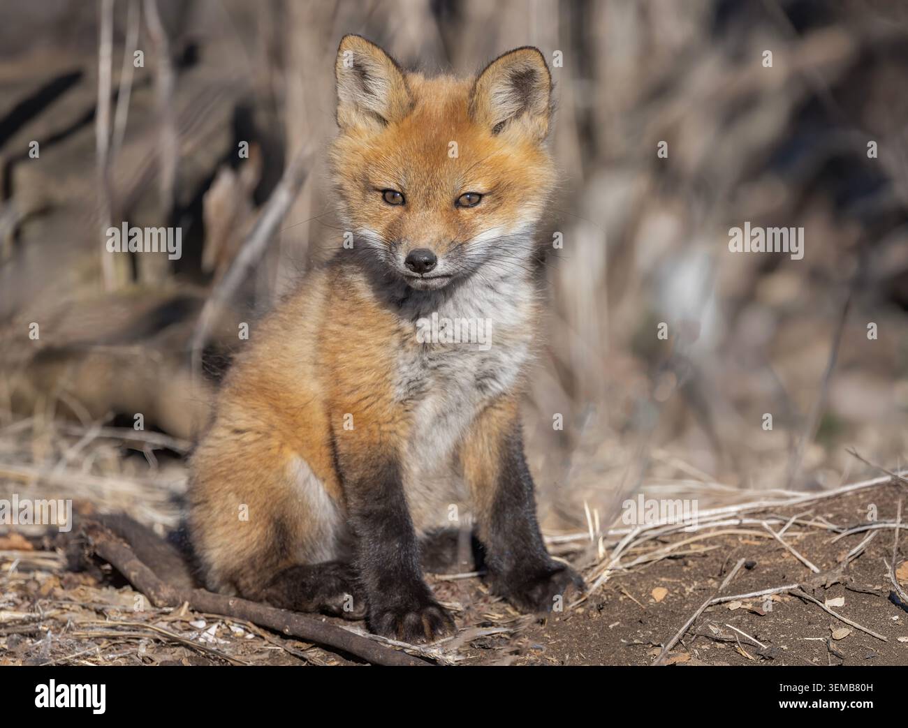 Kit della volpe rossa seduto accanto al suo tana nel profondo della foresta all'inizio della primavera in Canada Foto Stock