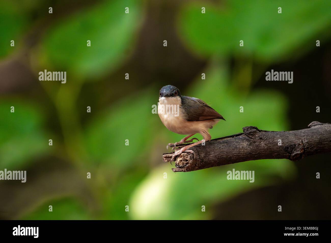 Ashy prinia, arroccato su un gambo d'erba in un habitat naturale con soffice piumaggio grigio e delicati dettagli in piuma. Fotografia di uccelli selvatici scattata di giorno Foto Stock