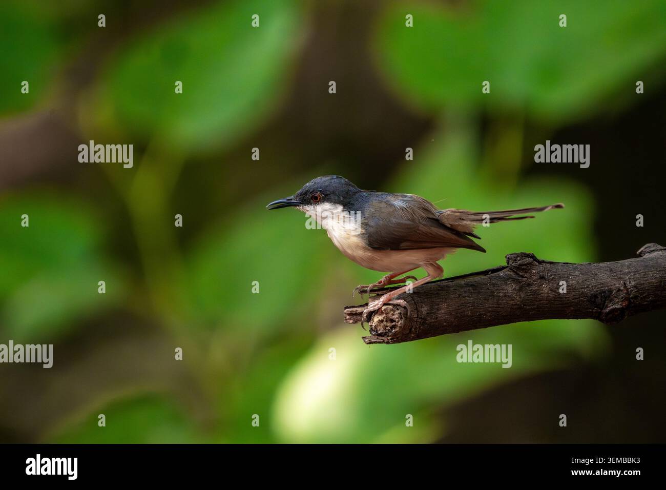 Ashy prinia, arroccato su un gambo d'erba in un habitat naturale con soffice piumaggio grigio e delicati dettagli in piuma. Fotografia di uccelli selvatici scattata di giorno Foto Stock