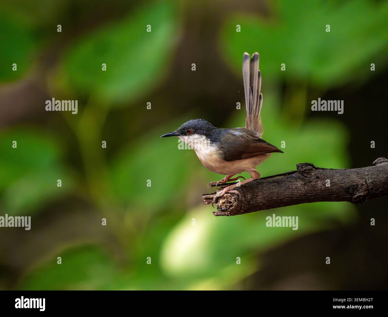 Ashy prinia, arroccato su un gambo d'erba in un habitat naturale con soffice piumaggio grigio e delicati dettagli in piuma. Fotografia di uccelli selvatici scattata di giorno Foto Stock