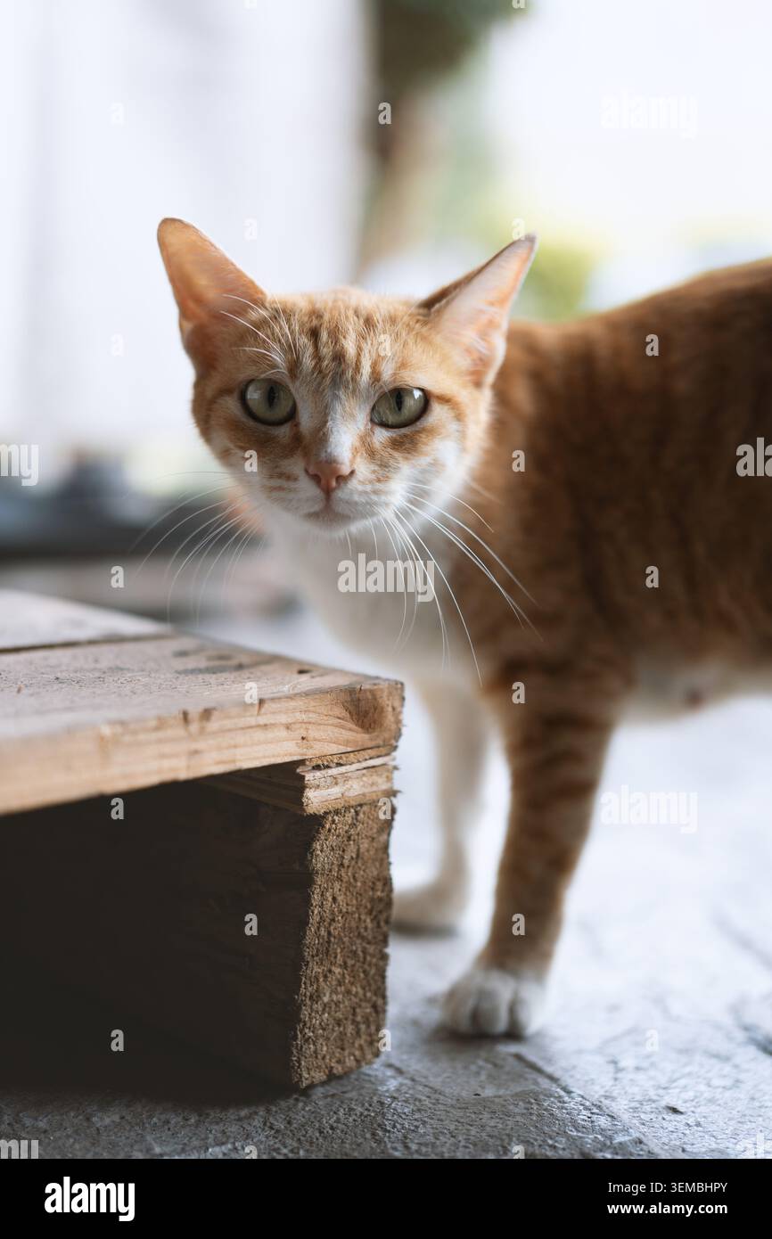 Gatto tabby arancione con petto bianco e zampe in piedi vicino a una cassa di legno, sguardo curioso, morbido naturale Foto Stock