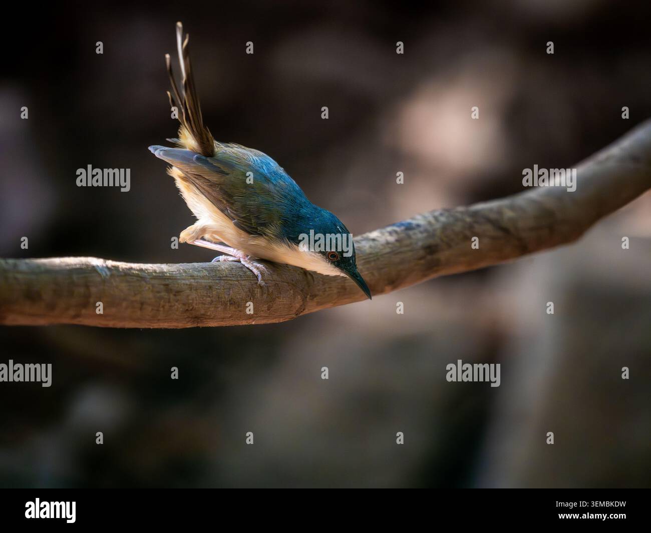 Ashy prinia, arroccato su un gambo d'erba in un habitat naturale con soffice piumaggio grigio e delicati dettagli in piuma. Fotografia di uccelli selvatici scattata di giorno Foto Stock