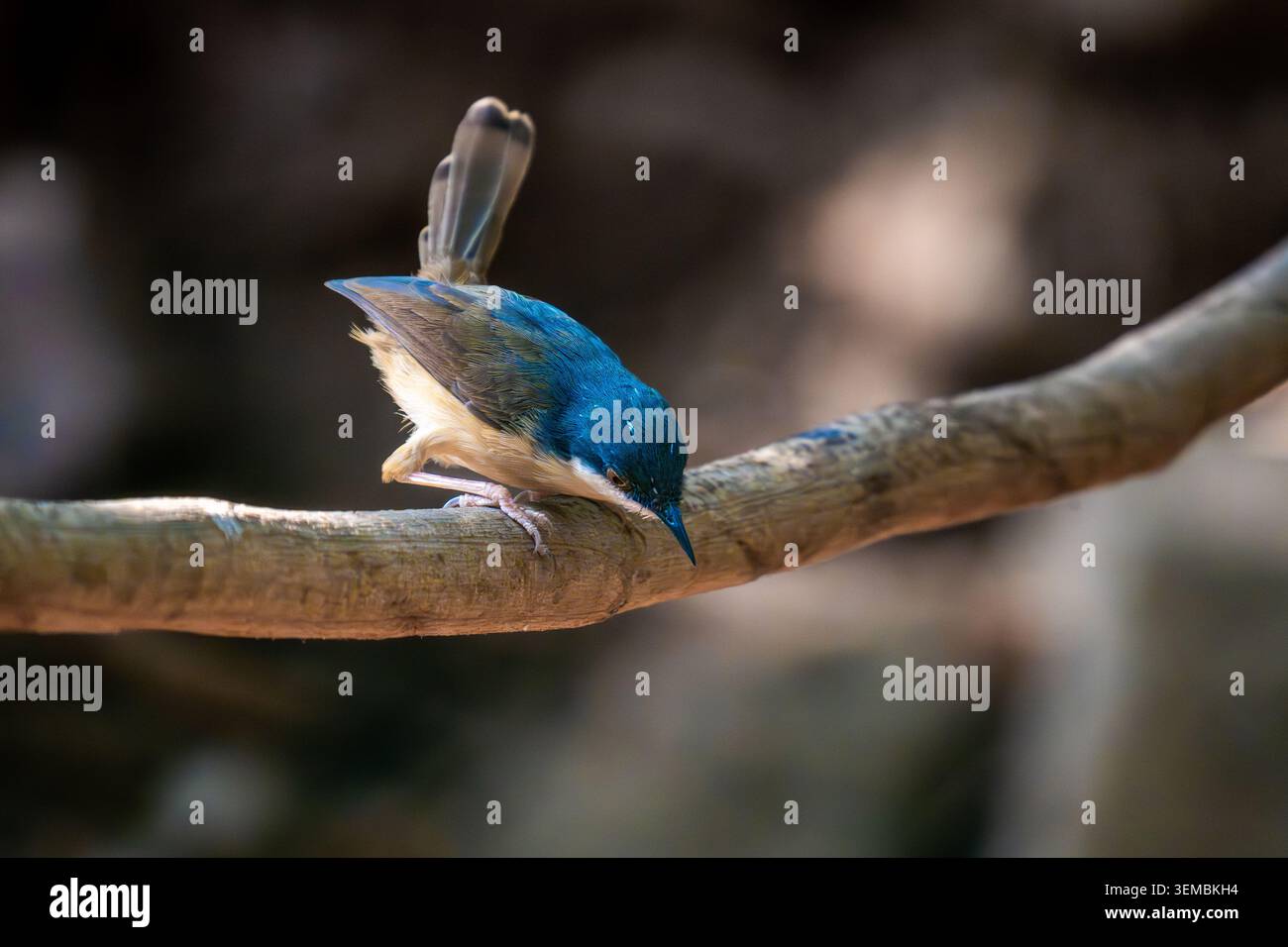 Ashy prinia, arroccato su un gambo d'erba in un habitat naturale con soffice piumaggio grigio e delicati dettagli in piuma. Fotografia di uccelli selvatici scattata di giorno Foto Stock