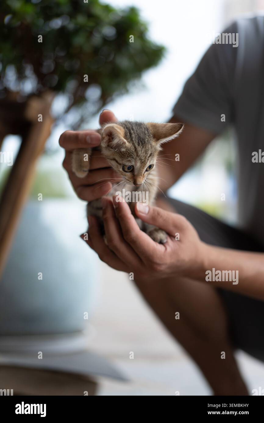 Mani delicate che cullano un piccolo gattino da tavolo all'interno vicino a piante in vaso, luce naturale soffusa e poco profonda Foto Stock