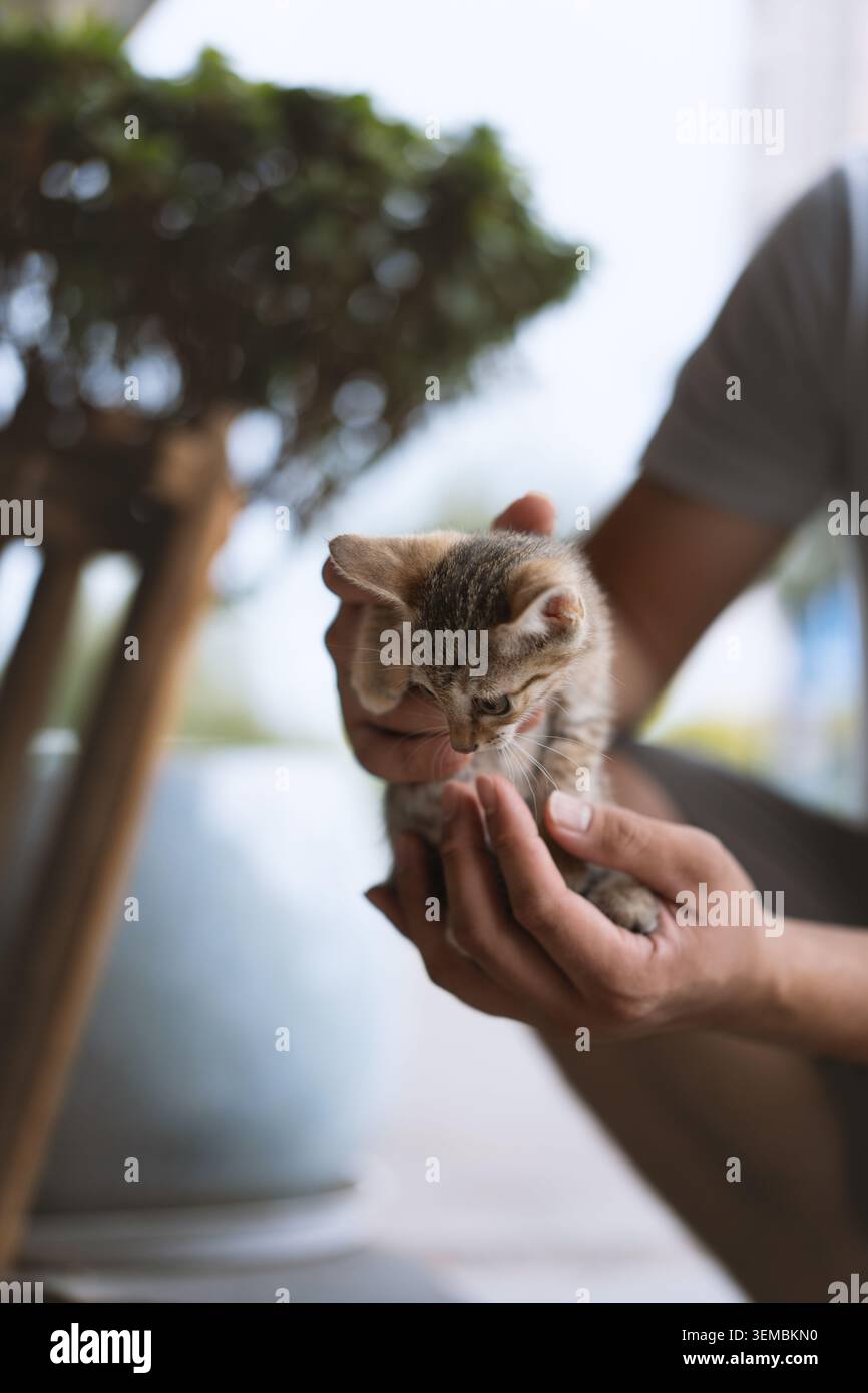 Mani delicate che cullano un piccolo gattino da tavolo all'interno vicino a piante in vaso, luce naturale soffusa e poco profonda Foto Stock