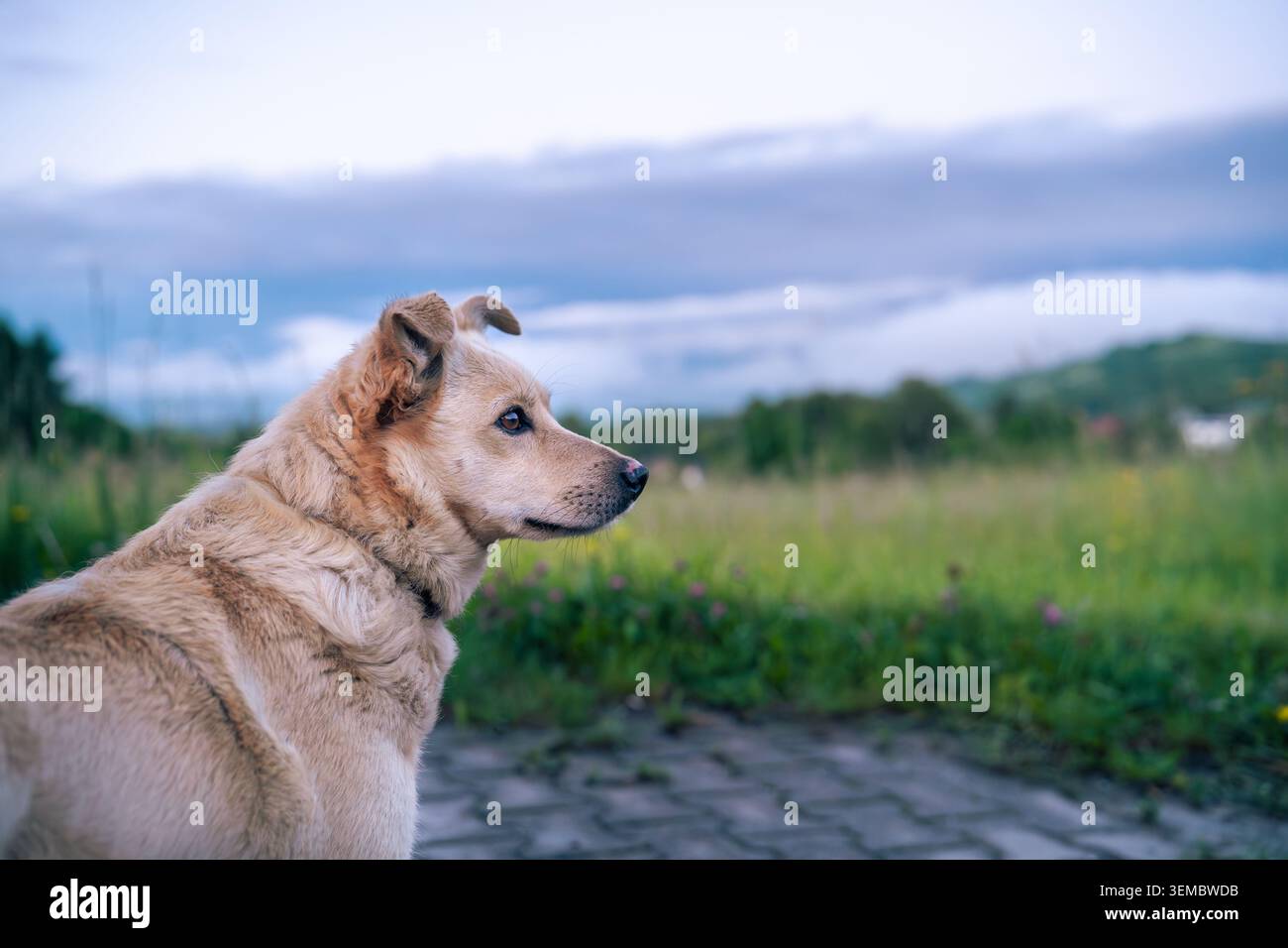 Primo piano di un cane da mostro fedele all'aperto in natura, fedeltà concettuale e spazio di copia Foto Stock