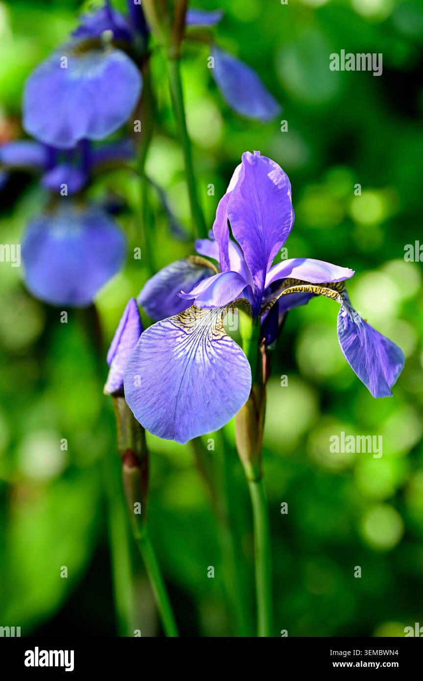 Iris sibirica "Tropic Night" su sfondo verde Foto Stock