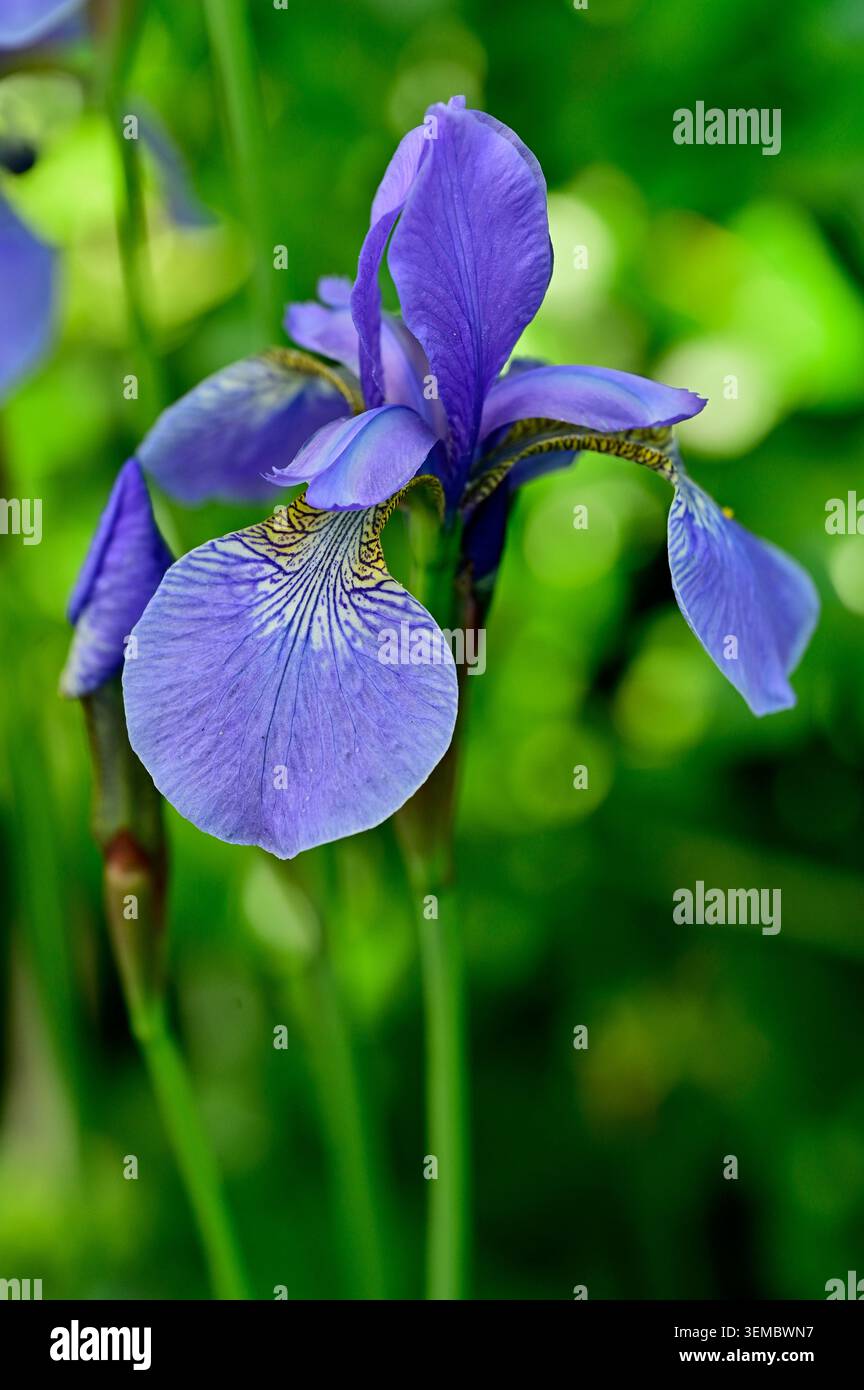 Iris sibirica "Tropic Night" su sfondo verde Foto Stock