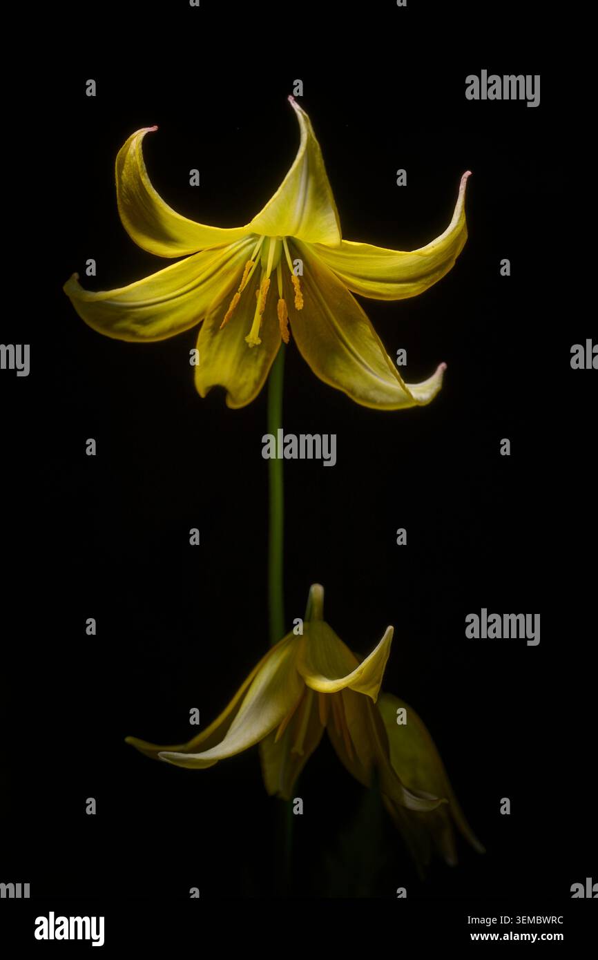 Erythronium "Pagoda" su sfondo nero Foto Stock