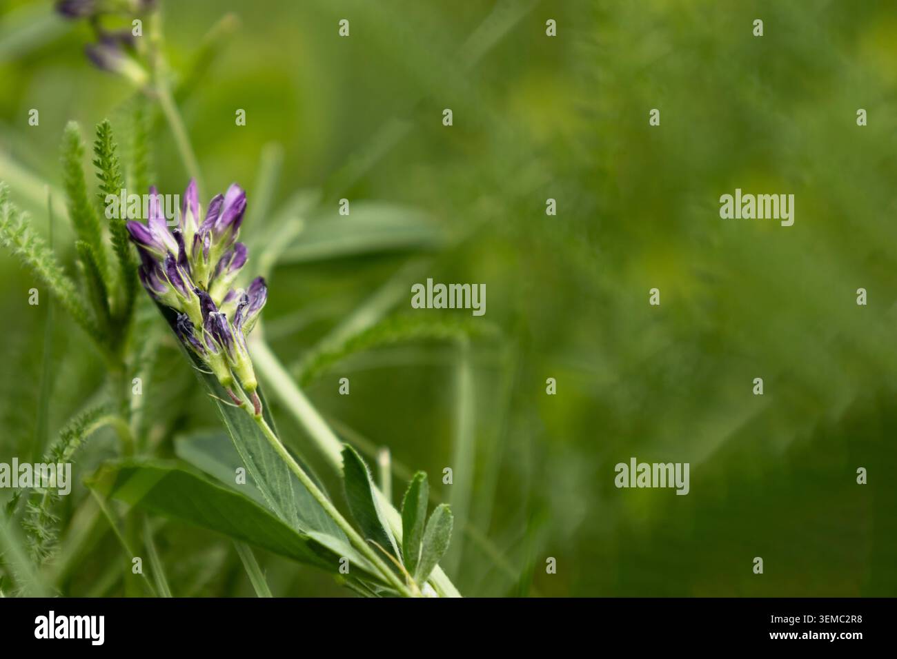 Fioritura di erba medica viola in un prato Foto Stock