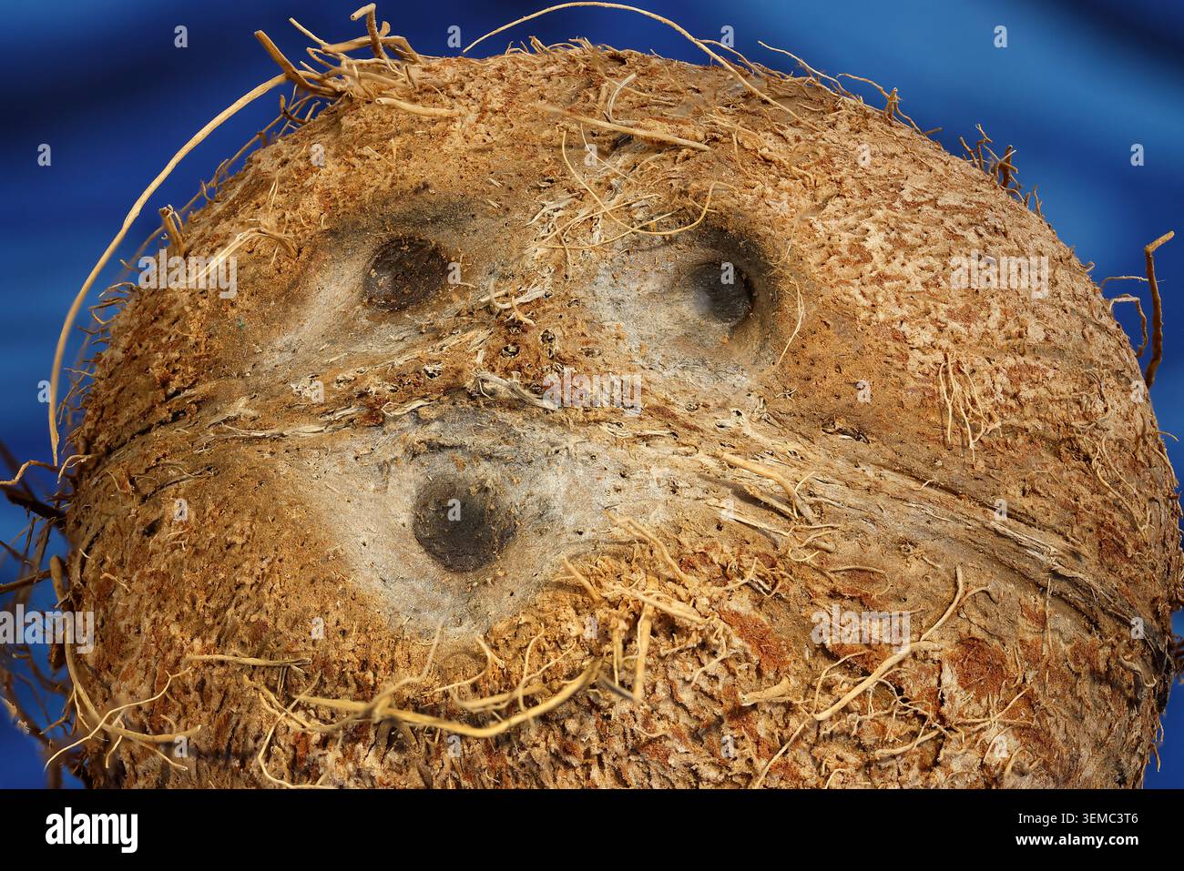 Cocco dal carattere: Marcature naturali e baffi fibrosi creano un volto umano sorpreso in questo divertente primo piano. Foto Stock