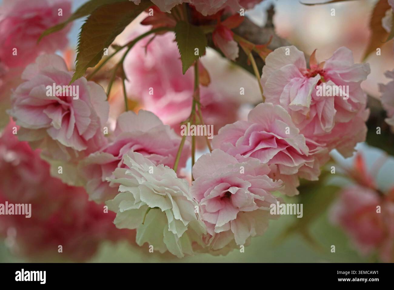 Inquadratura completa Fioritura di ciliegio giapponese Prunus Matsumae Benigasa: grandi fiori doppi bianco-rosa pallido pendono in grappoli penduli sotto il fogliame (Beni-gasa) Foto Stock