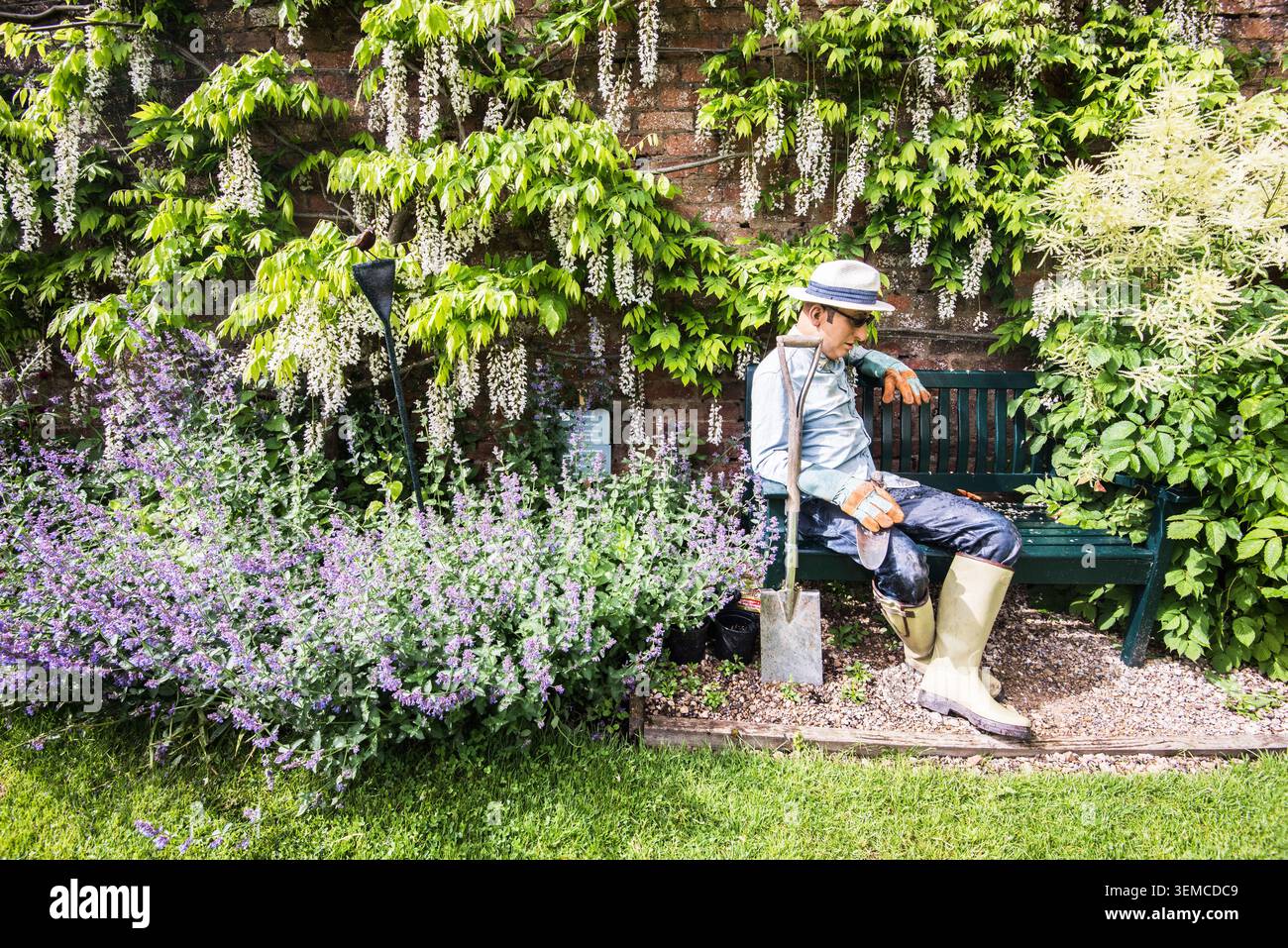 Una persona che si rilassa su una panchina di legno circondata da fiori viola di Wisteria in un giardino. Glicine cinese (Wisteria sinensis), nota per la sua fragranza. Foto Stock