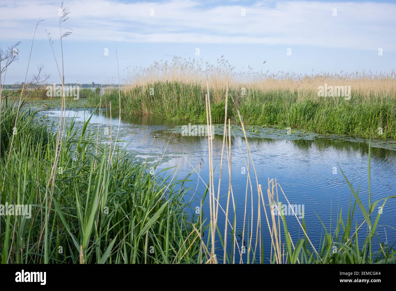 Splendido paesaggio fluviale panoramico con vivaci ninfee gialli e piazzole verdi che galleggiano sull'acqua cristallina durante una giornata di sole in estate Foto Stock
