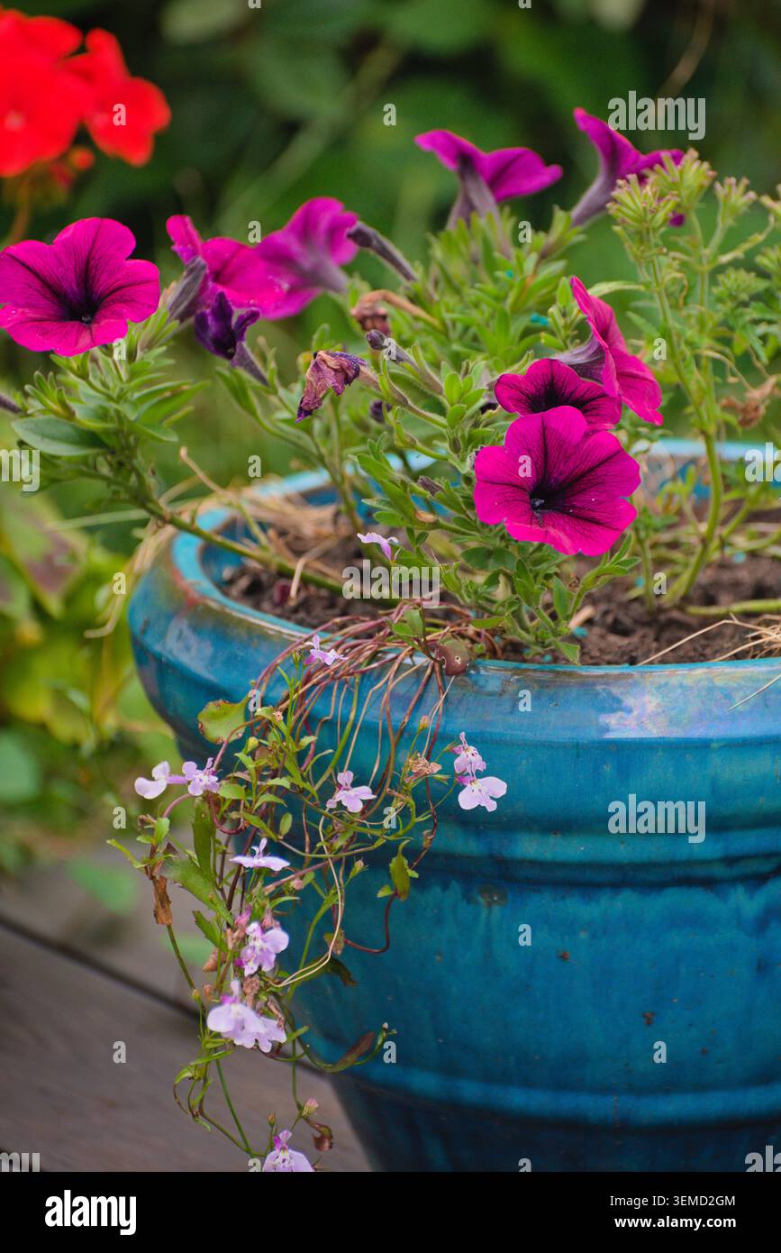 Petunias rosa in fioriera in ceramica blu con fiori trainati nel giardino estivo Foto Stock