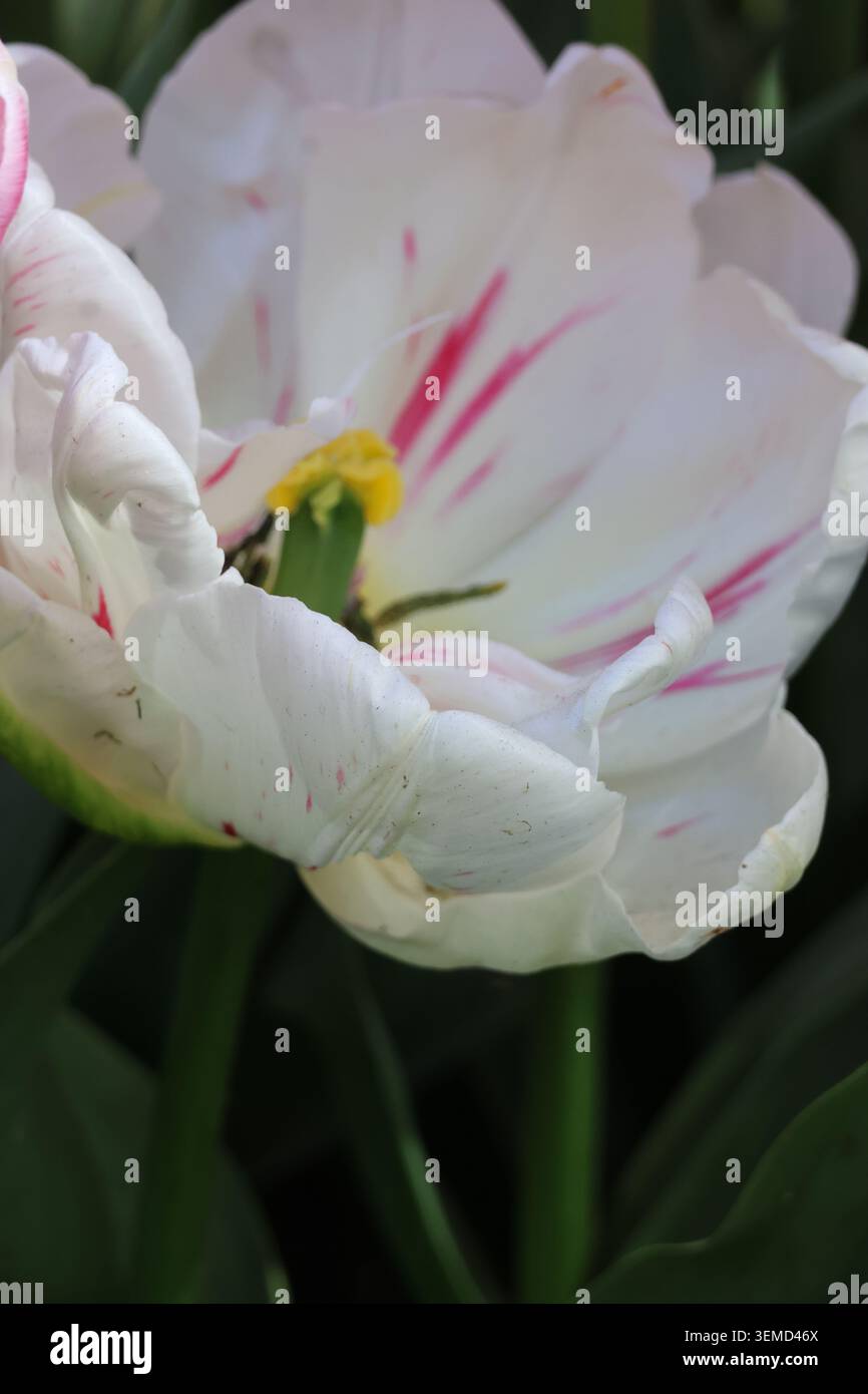 Tulipano bianco con strisce rosa fotografate in un giardino primaverile Foto Stock