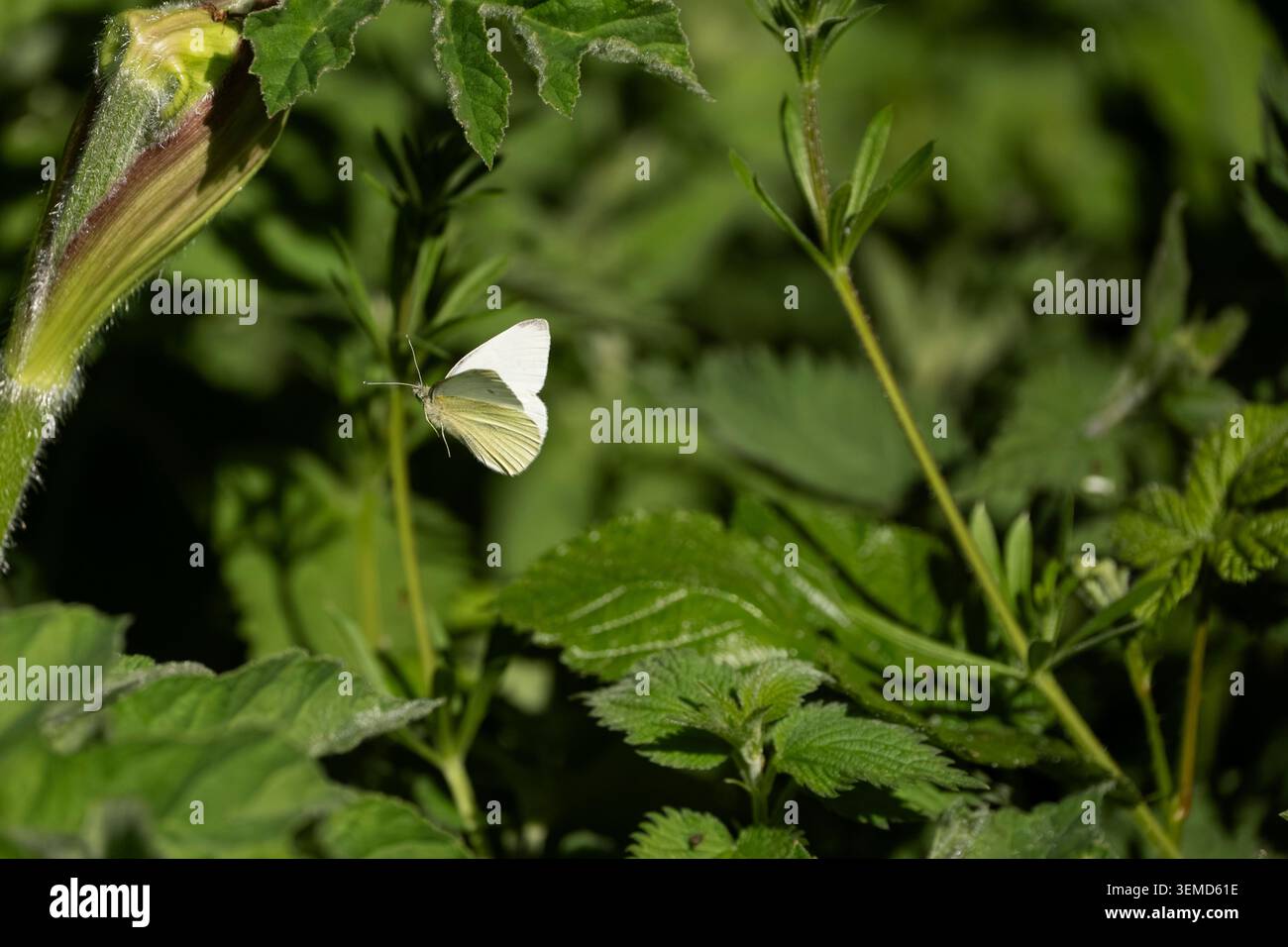 Small White Pieris rapae, farfalla in volo tra vegetazione terrestre, Nottinghamshire, UK, aprile Foto Stock