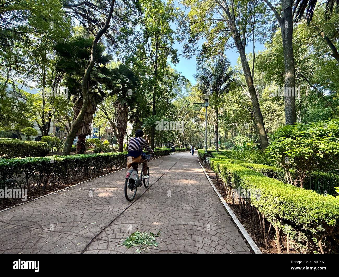 Un ciclista corre lungo i sentieri alberati del Parque México a Condesa, città del Messico, Messico Foto Stock