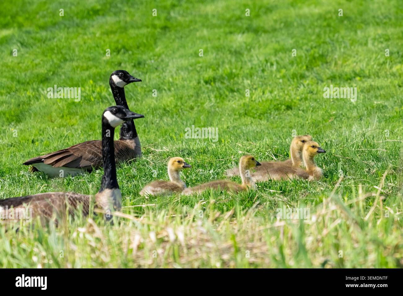 Lake Sammamish State Park, Issaquah, Washington, Stati Uniti. Oche del Canada con entrambi i genitori, che riposano sul prato di qualcuno Foto Stock