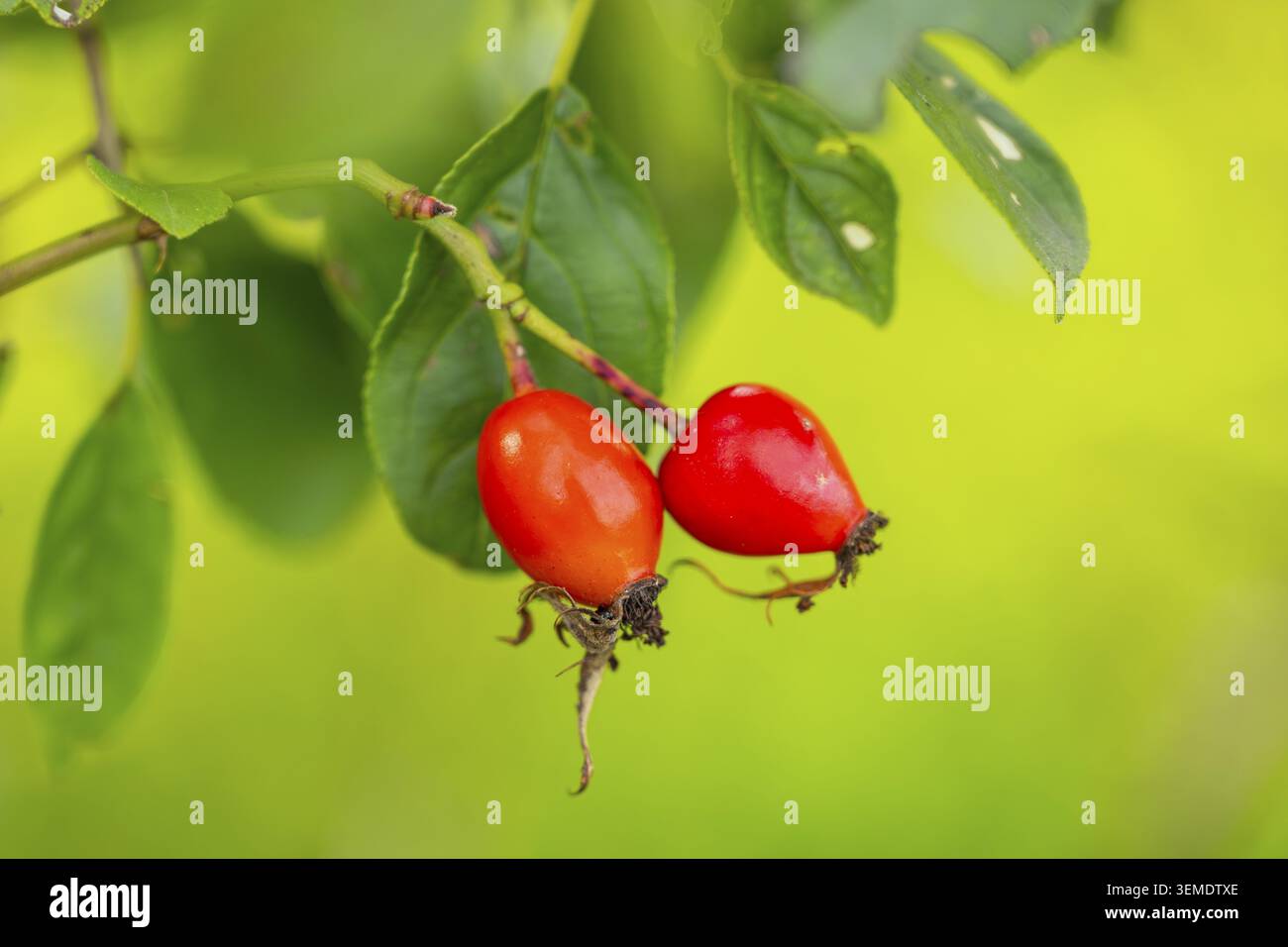 Primo piano di rosa fianchi da una rosa canina alla luce della sera in autunno, Baviera, Germania Foto Stock