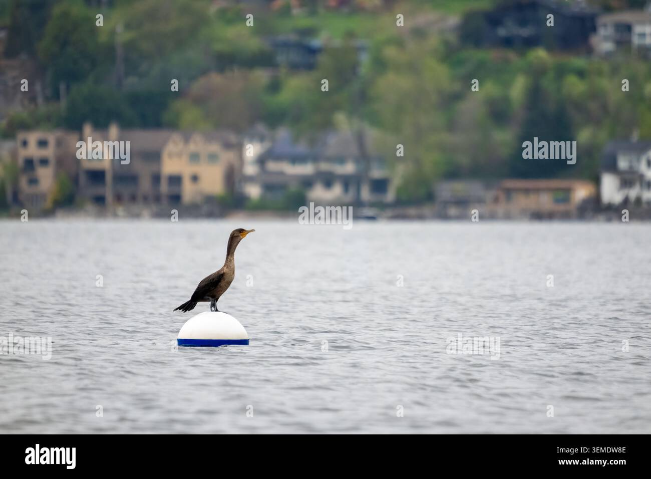 Lake Sammamish State Park, Issaquah, Washington, Stati Uniti. Cormorant a doppia cresta che riposa su una boa in un lago urbano. Foto Stock