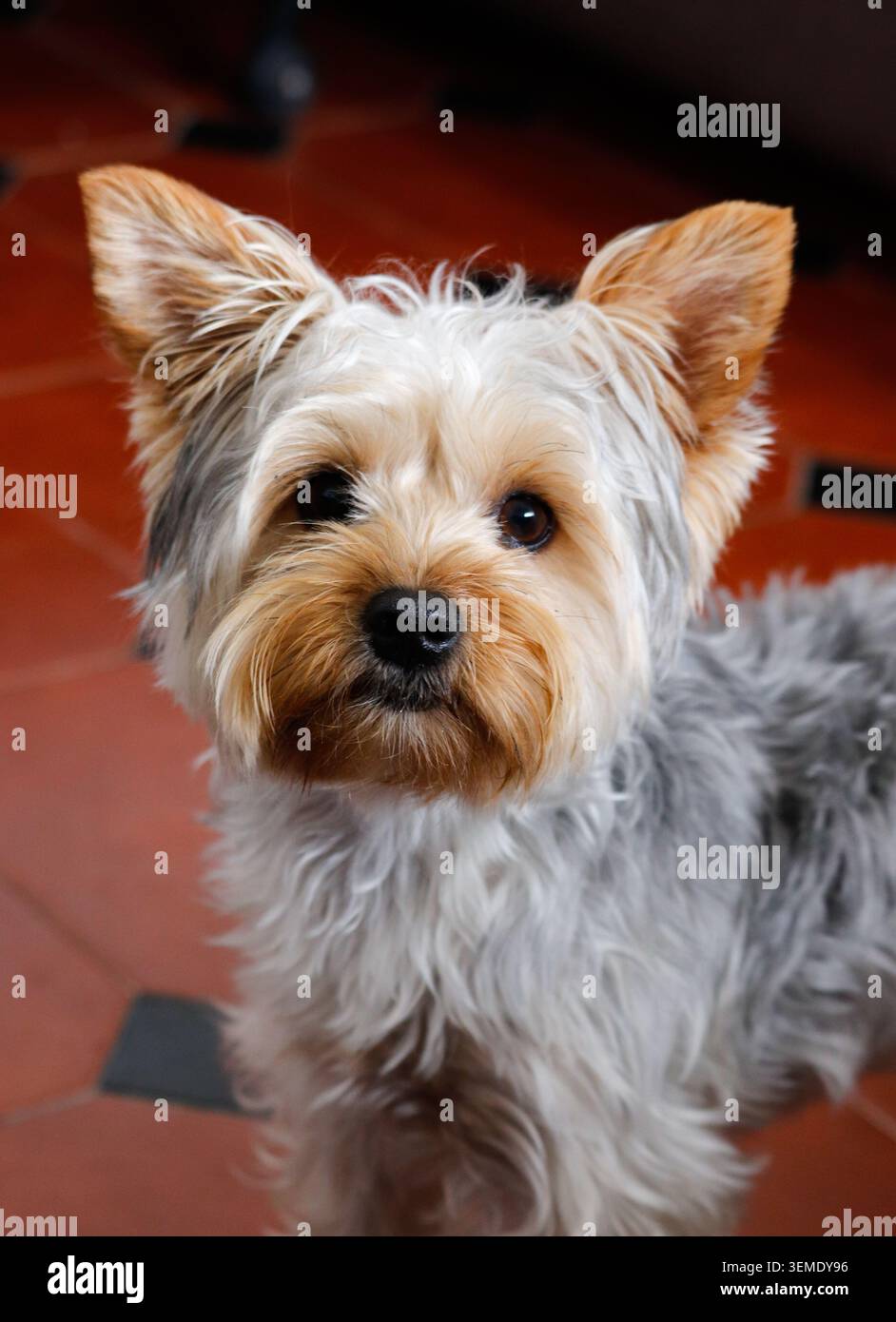 Yorkshire Terrier, simpatico e soffice cucciolo Foto Stock