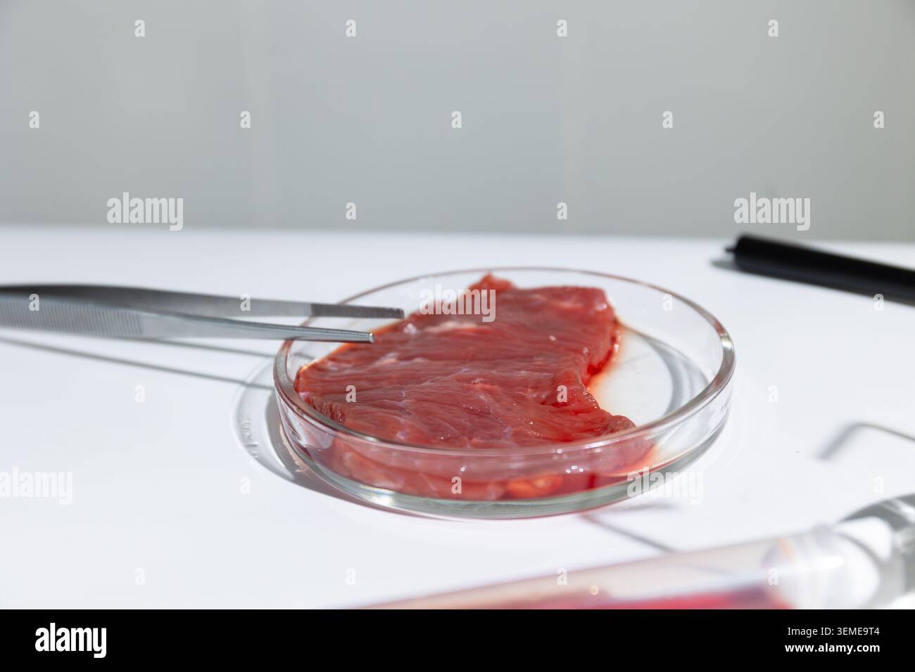 Tessuto di carne in coltura in piastra Petri con pinzette da laboratorio. Campione di carne bovina artificiale da coltivazione in vitro. Biotecnologia per la produzione sostenibile di proteine e la sicurezza alimentare. fotografia Foto Stock