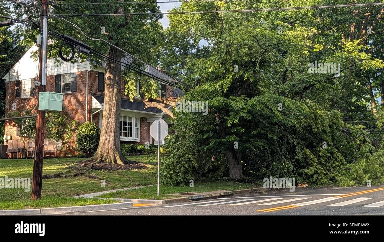 Il ramo d'albero caduto dopo una tempesta incastrata su linee di alimentazione e TV via cavo blocca una strada residenziale Foto Stock