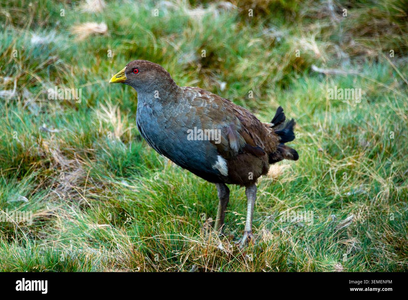 Tasmanian Nativehen in the Wild Foto Stock