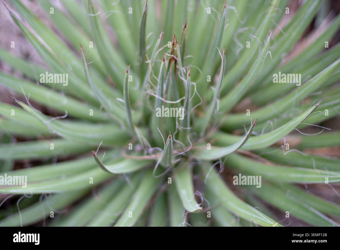 Rosetta in filifera Agave con caratteristiche fibre bianche ricciolate. La messa a fuoco selettiva evidenzia le punte centrali delle foglie, creando un backgrou botanico astratto Foto Stock