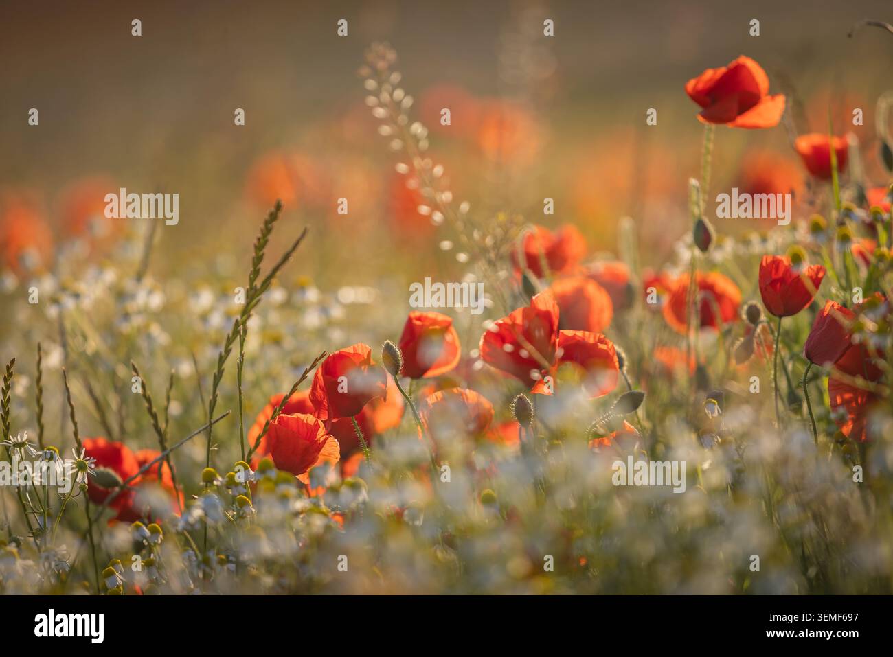 Dei carini papaveri a South Downs, con la luce della sera Foto Stock