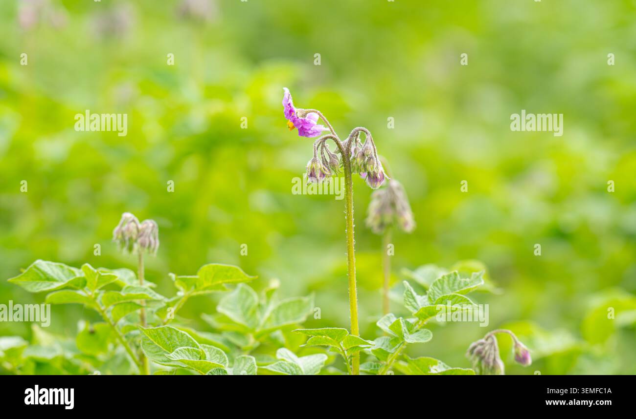 Patate che sbocciano contro il cielo. Fiori rosa viola Foto Stock