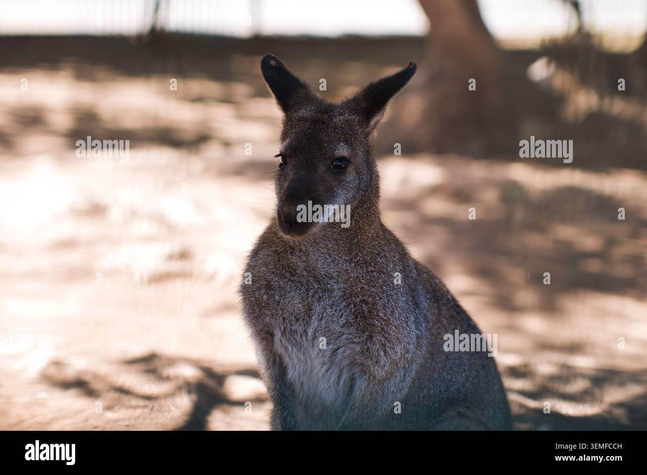 Ritratto ravvicinato di un wallaby seduto a terra Foto Stock