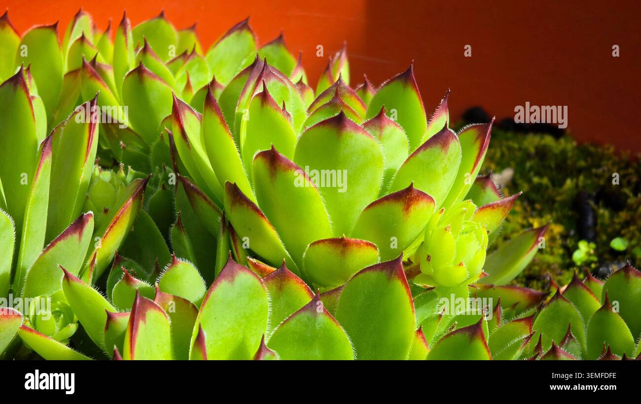 Le piante comuni di Sempervivum tectorum, raggruppate, presentano foglie verdi carnose appuntite con punte rosse scure che crescono accanto al muschio in un'argilla Foto Stock